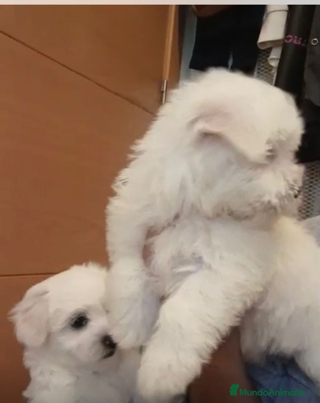 Bichón Maltés perros en venta: Bichon maltés  - Imagen 3