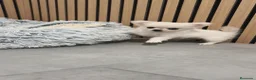 Chihuahua perros en venta: Chihuahua Toy Blanco Perla pelo largo  - Anuncio 3