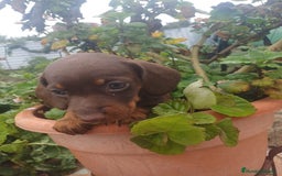 Teckel perros en venta: Hembra kaninchen  - Anuncio 5