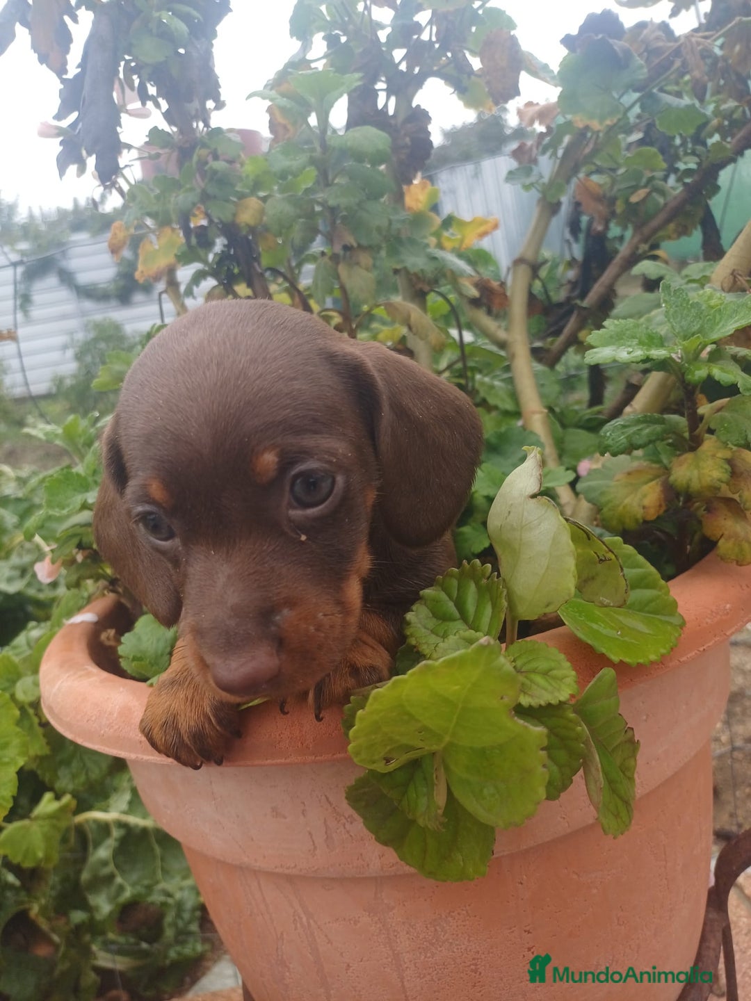 Teckel perros en venta: Hembra kaninchen  - Anuncio 5