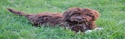 Perro de Agua Español perros en venta: CAMADA DE PERRO DE AGUA  - Anuncio 5