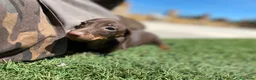 Teckel Miniatura perros en venta: teckel miniatura - Anuncio 6