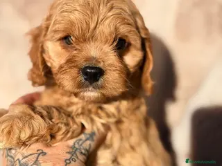 Cavapoo perros CAVAPOO MACHITO Y HEMBRA - Anuncio 15