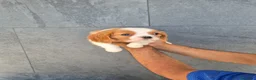 Cavalier King Charles Spaniel perros en venta: Cavalier King Charles  en Girona - Anuncio 15