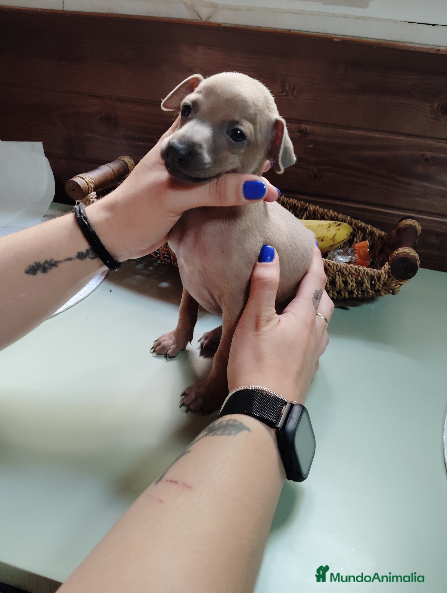 Pequeño Lebrel Italiano perros Galgo italiano color isabela - Anuncio 2