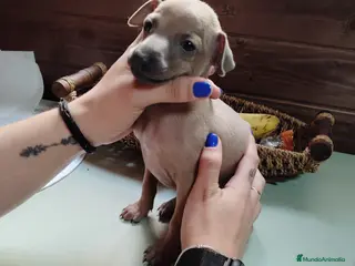 Pequeño Lebrel Italiano perros Galgo italiano color isabela - Anuncio 2