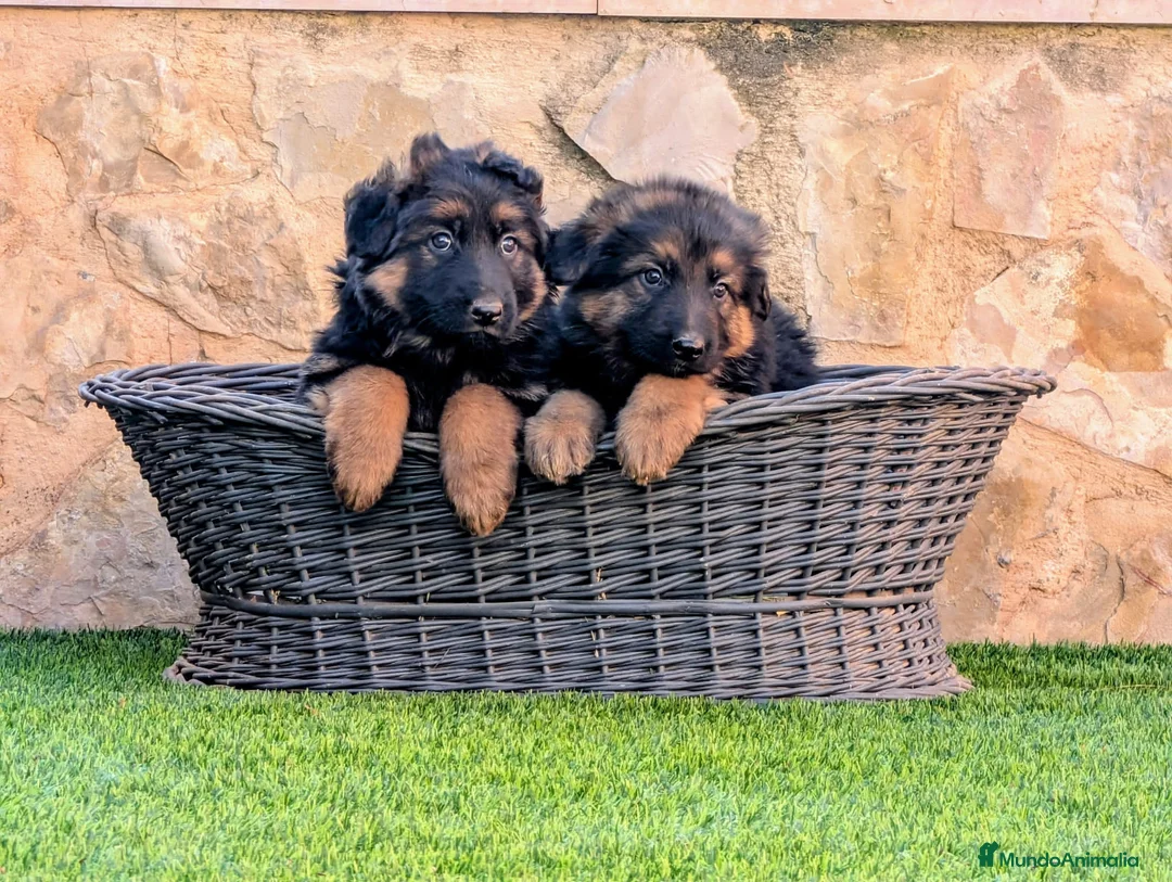 Pastor Alemán perros en venta: ULTIMO CACHORRO DISPONIBLE - Anuncio 6