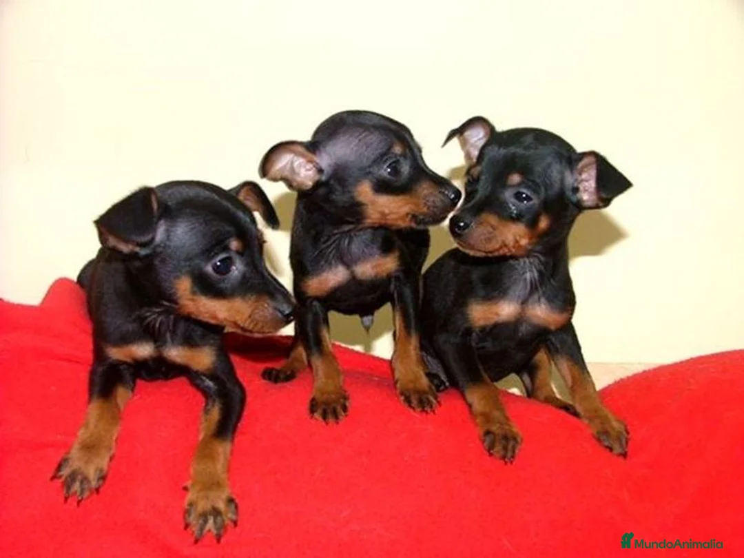 Pinscher Miniatura perros en venta: MINI PINSCHER CACHORROS  631 67 03 85 - Anuncio 2