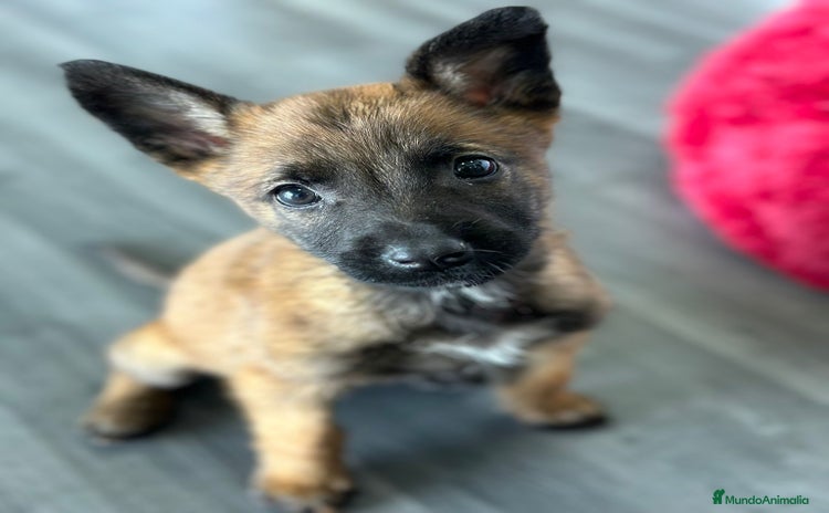 Pastor Belga Malinois perros - Propaganda 2