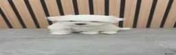 Bichón Maltés perros en venta: Bichón Maltes macho disponible  - Anuncio 6