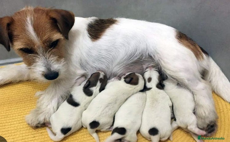 Jack Russell Terrier perros - Anuncio 7