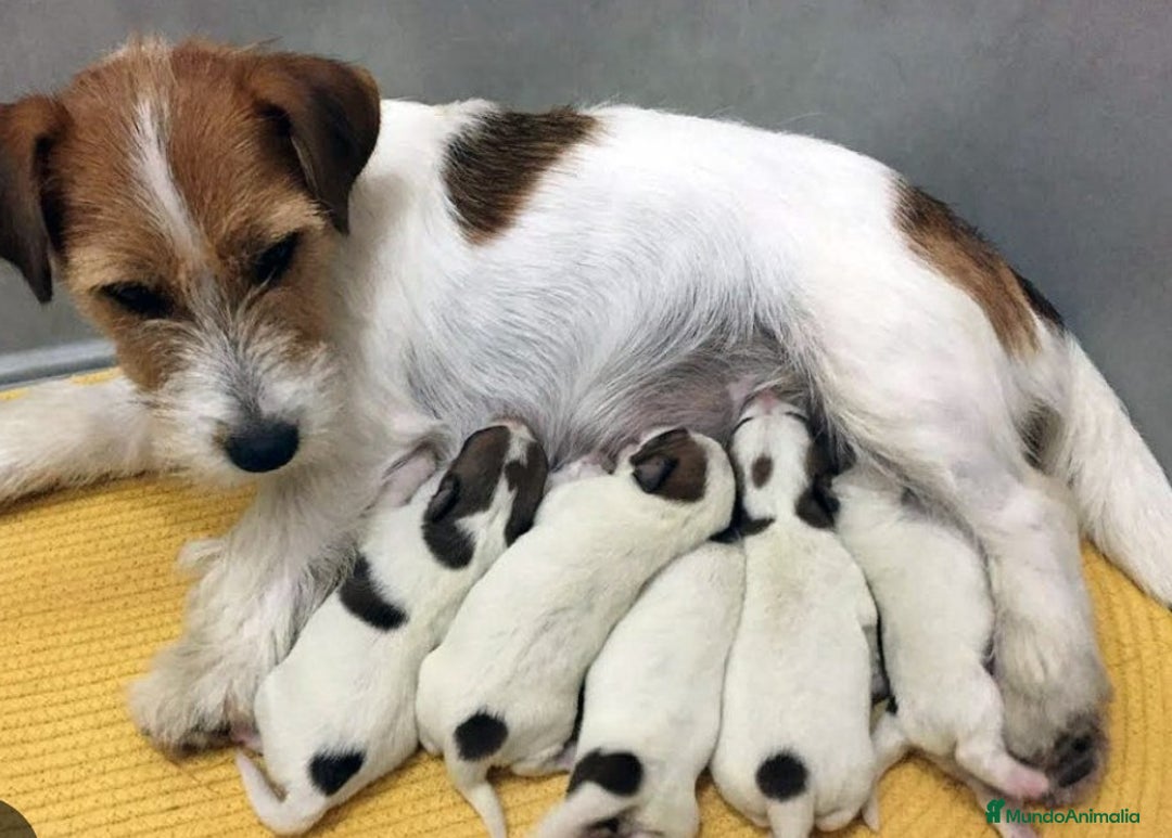 Jack Russell Terrier perros en venta: Jack Russell - Imagen 1