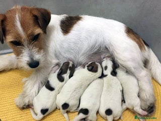 Jack Russell Terrier perros - Anuncio 4