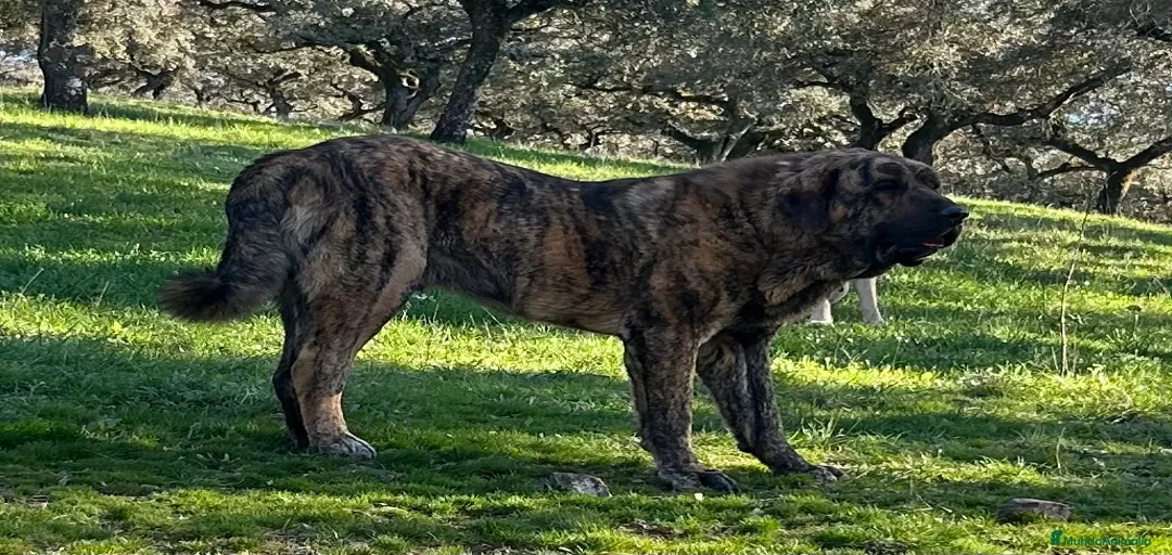 Imagen de galería {{count}}