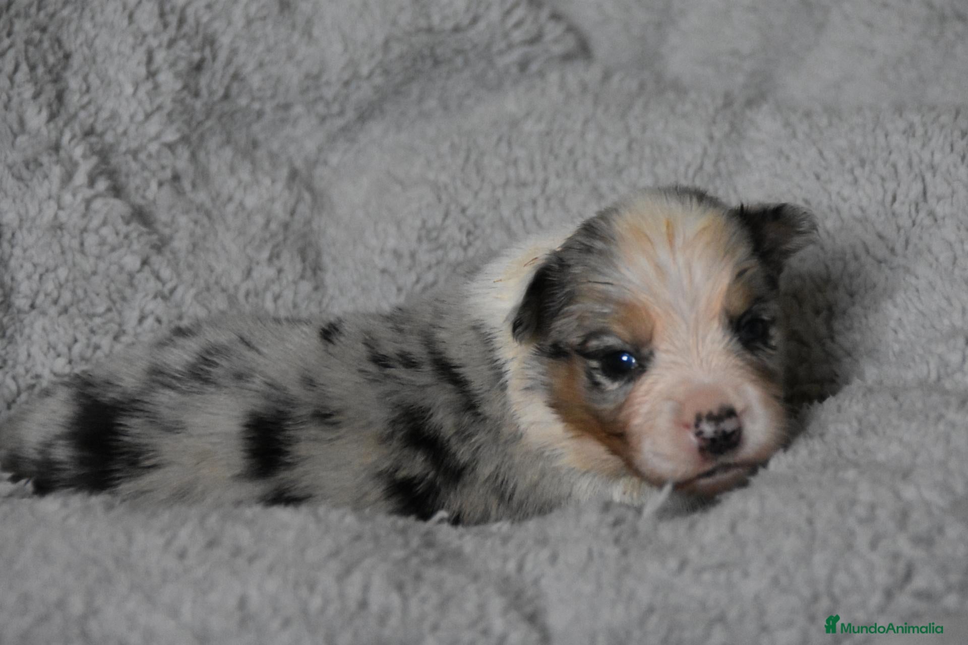 Border Collie perros en venta: HEMBRA DISPONIBLE - Anuncio 2
