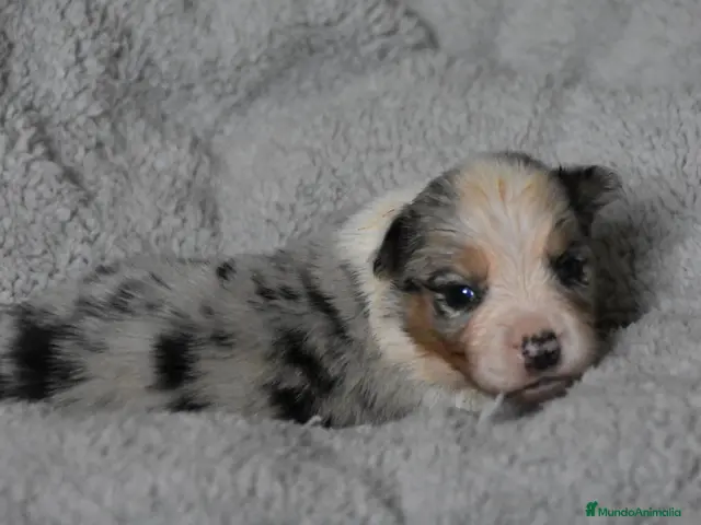 Border Collie perros en venta: HEMBRA DISPONIBLE - Anuncio 2