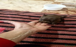 Chihuahua perros en venta: Chihuahua toy exóticos  - Anuncio 10