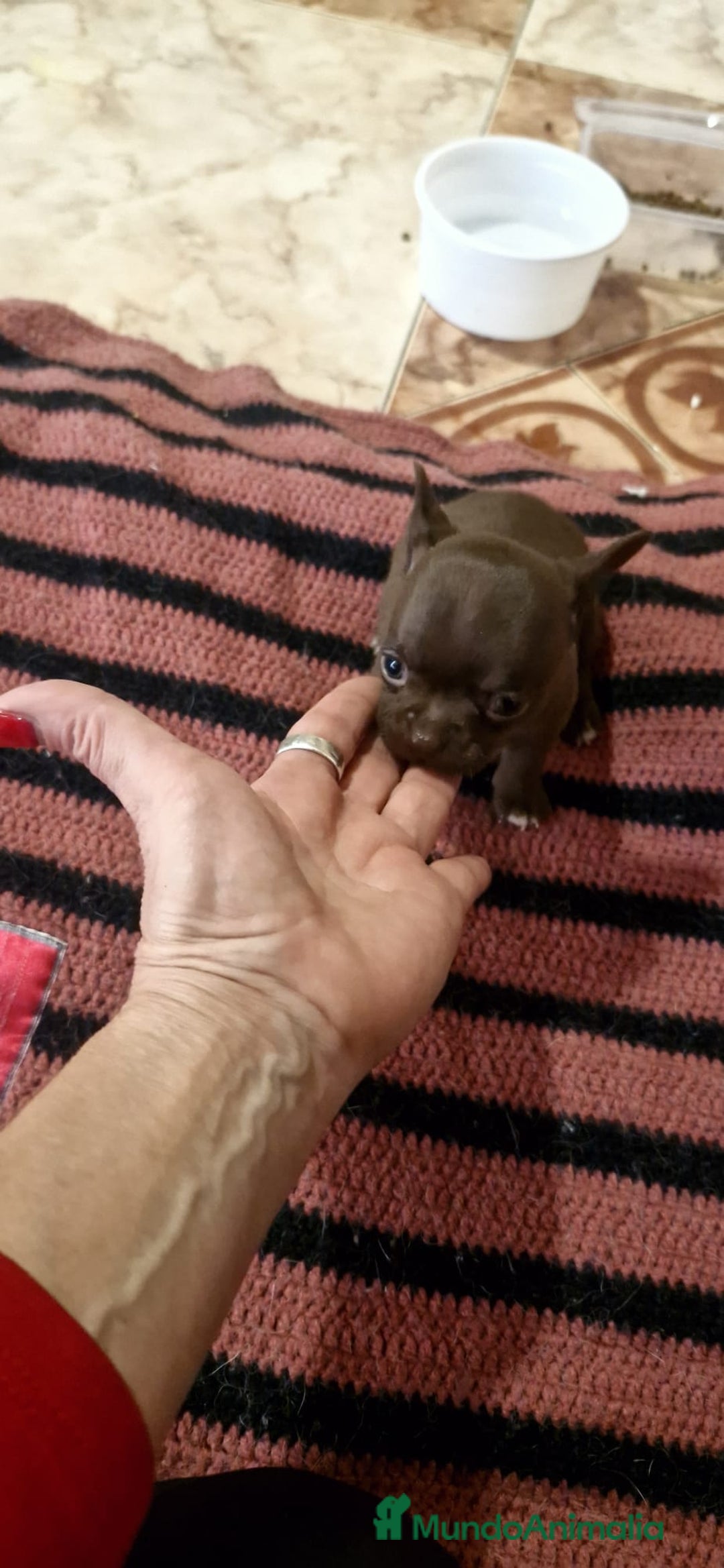 Chihuahua perros en venta: Chihuahua toy exóticos  - Anuncio 10