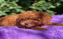Caniche Toy perros en venta: Caniche toy roja  - Imagen 3