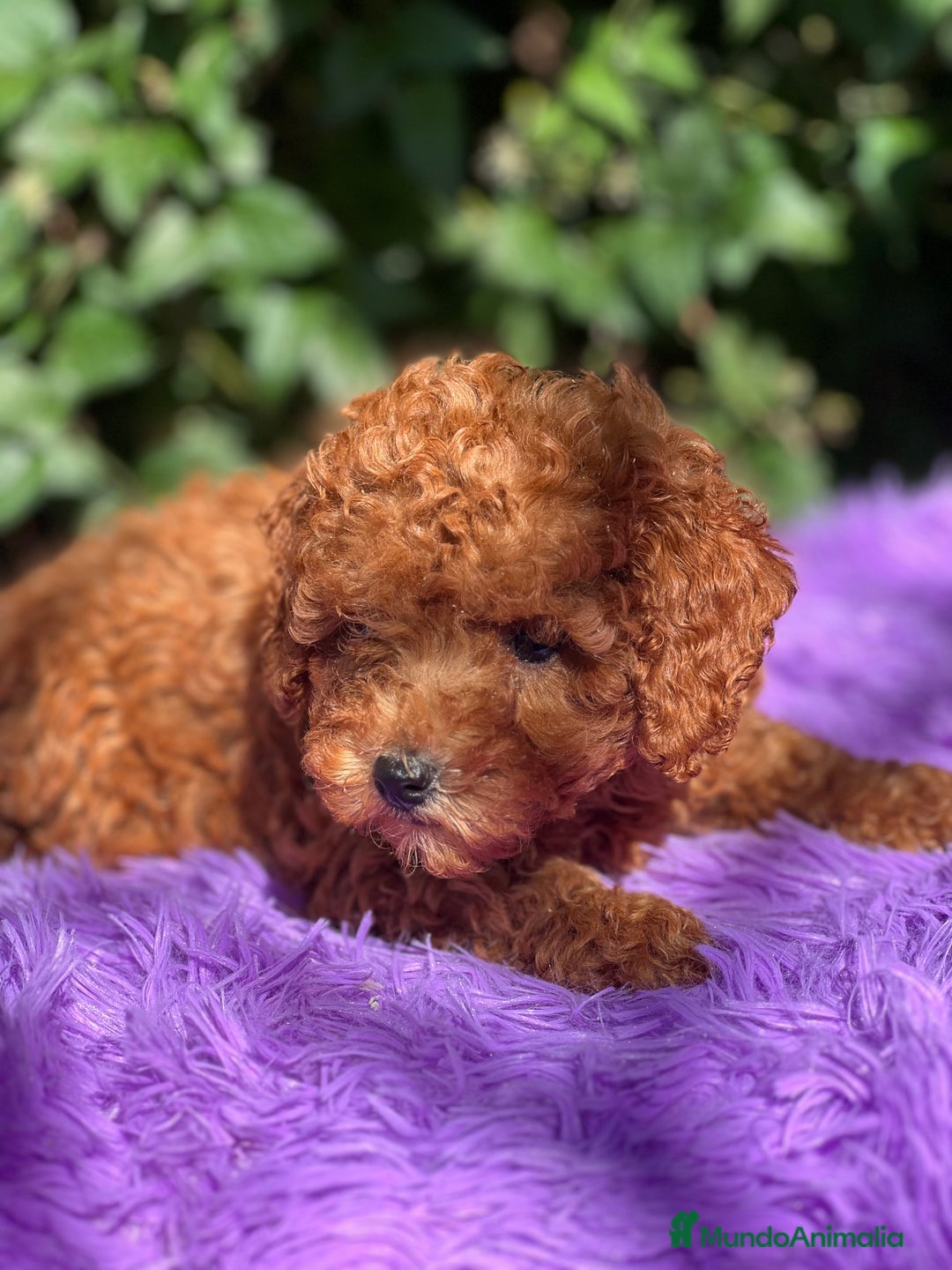 Caniche Toy perros en venta: Caniche toy roja  - Imagen 3