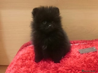 Pomerania perros en Barcelona - Anuncio 40