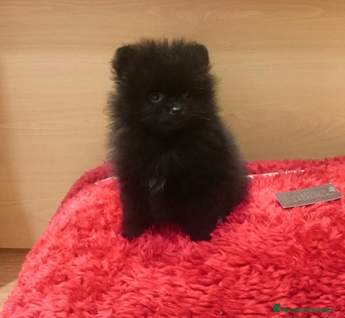 Pomerania perros en Barcelona - Anuncio 18