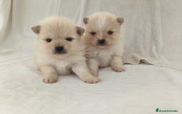 Pomerania perros en venta: Lulu pomerania - Imagen 1