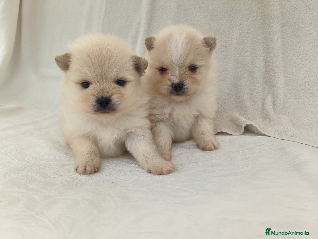 Pomerania perros en venta: Lulu pomerania - Imagen 1
