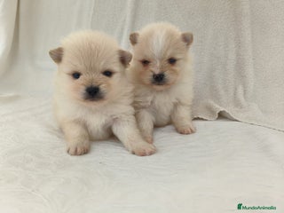 Pomerania perros - Anuncio 7