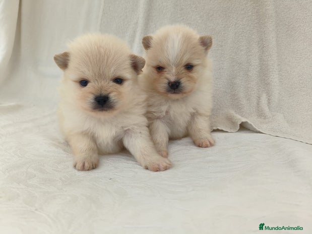 Pomerania perros - Anuncio 2