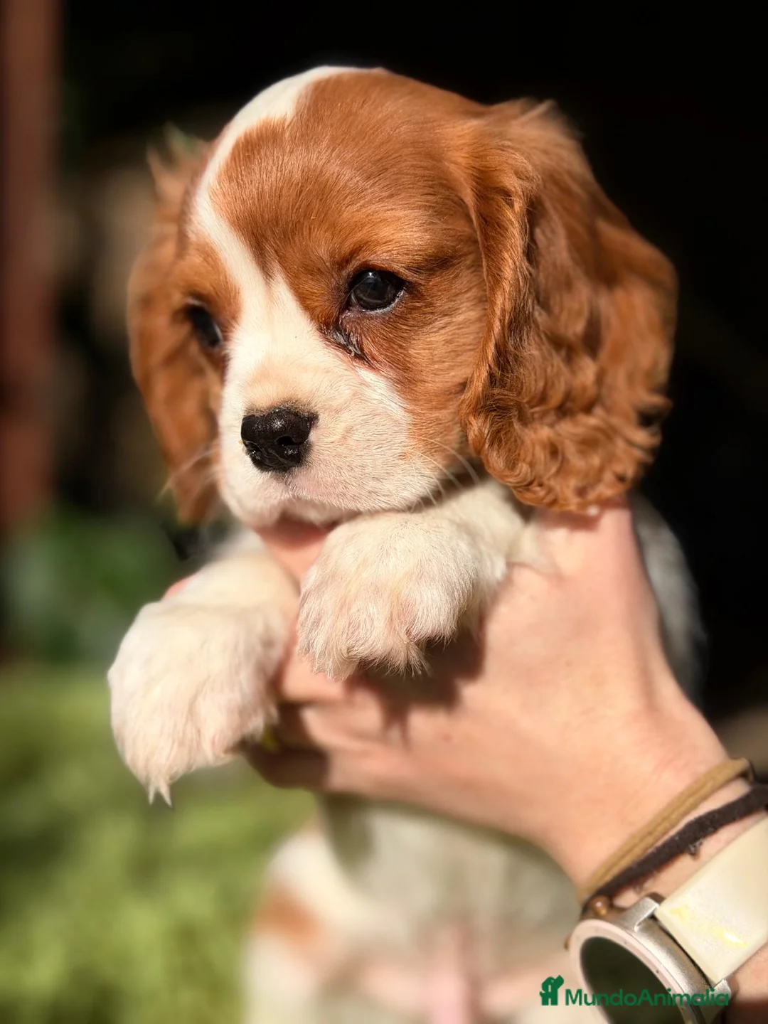 Cavalier King Charles Spaniel perros en venta: CAVALIER KING MACHO - Anuncio 3