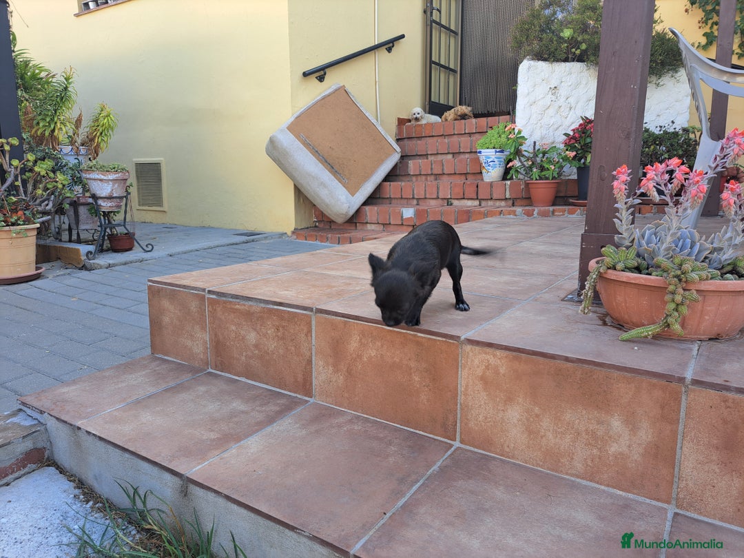 Chihuahua perros en venta: Chihuahua hembra  - Imagen 5