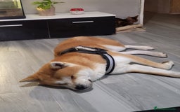 Shiba Inu perros en venta: Preciosa camada de Shiba Inu - Imagen 5