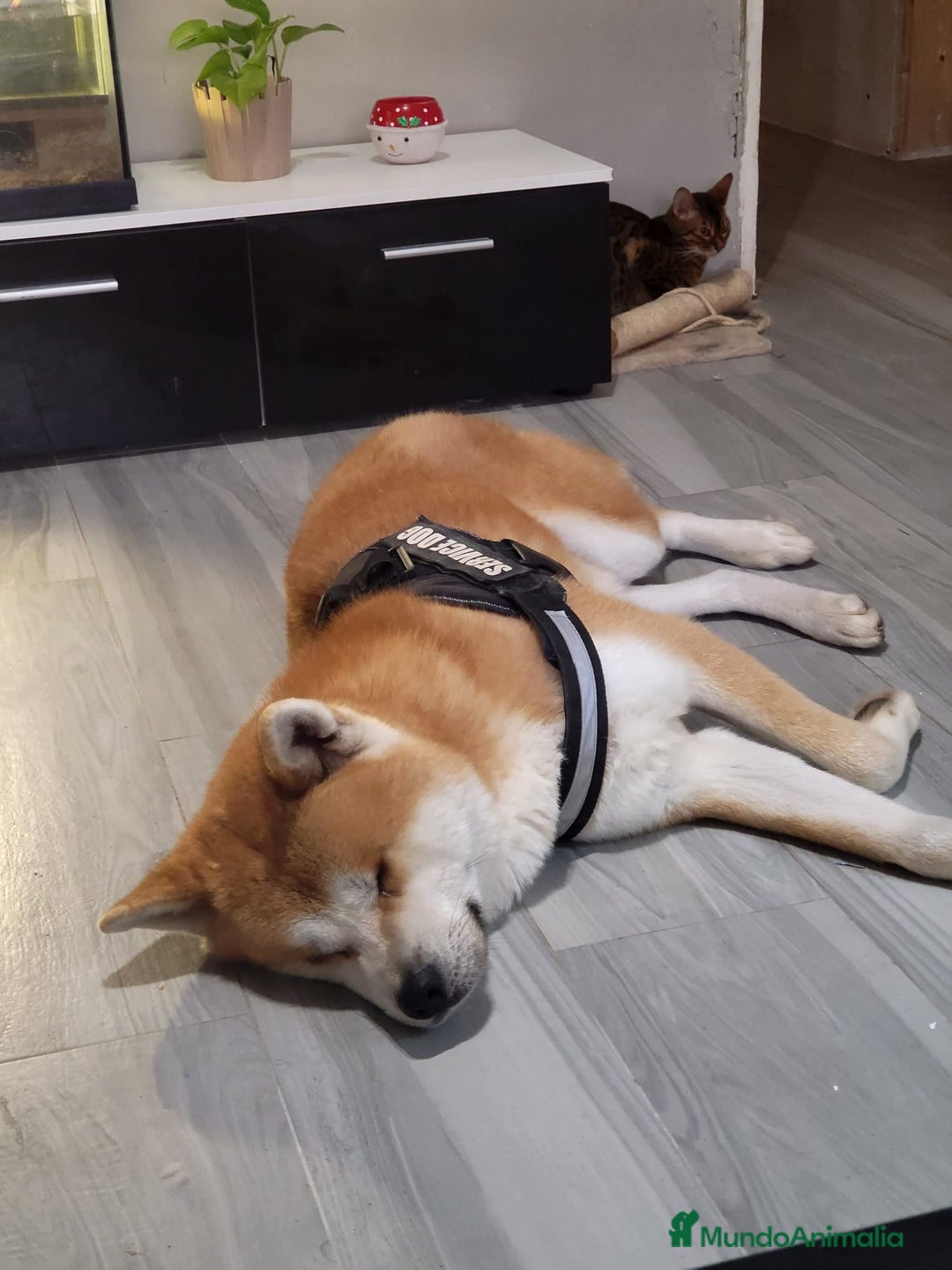 Shiba Inu perros en venta: Preciosa camada de Shiba Inu - Imagen 5
