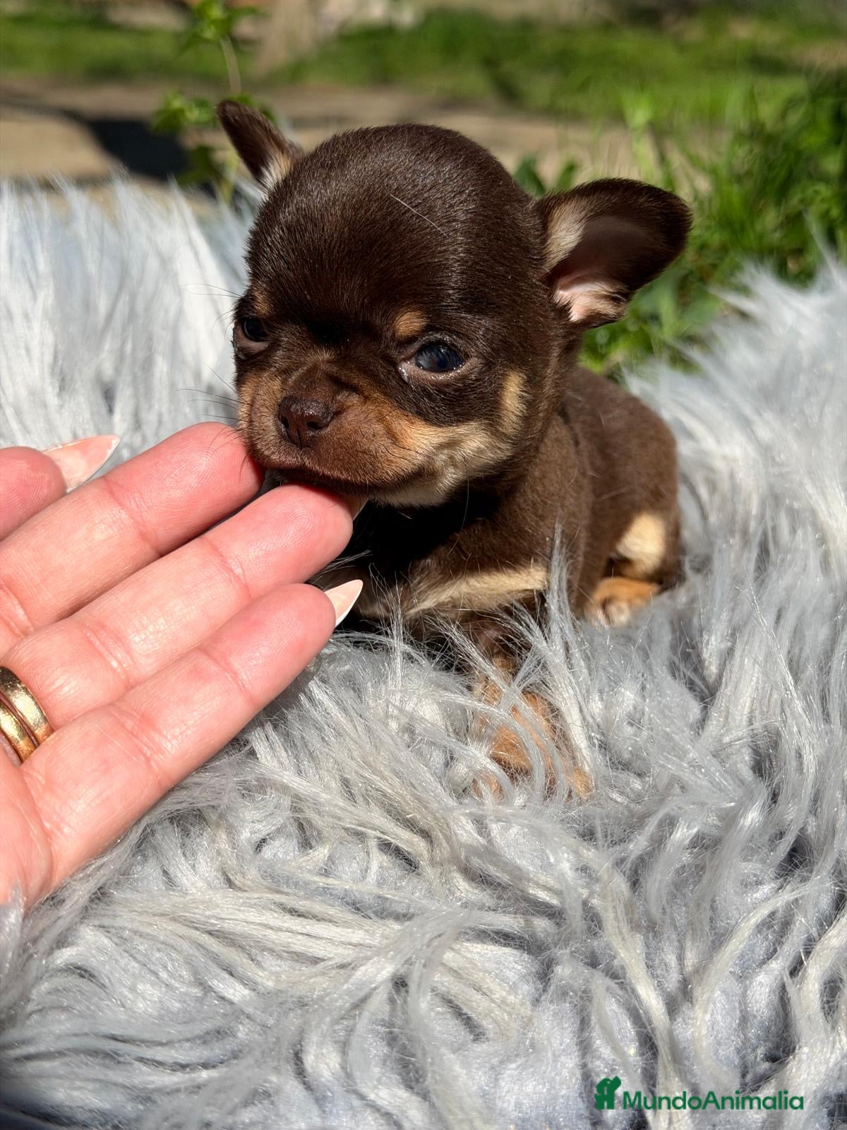 Chihuahua perros CHIHUAHUA MINI TOY LÍNEA RUSA - Anuncio 2