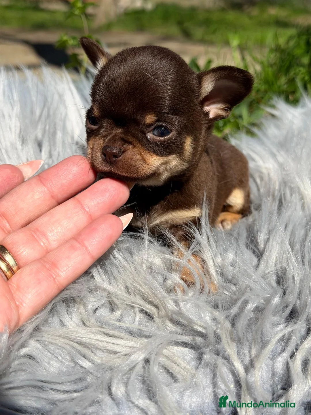 Chihuahua perros en venta: CHIHUAHUA MINI TOY LÍNEA RUSA - Anuncio 1