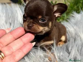 Chihuahua perros CHIHUAHUA MINI TOY LÍNEA RUSA - Anuncio 2