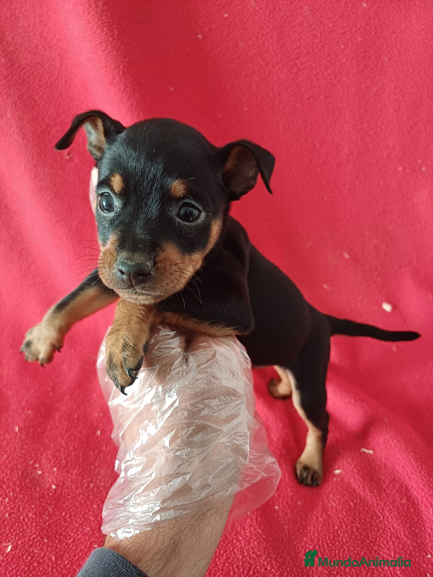 Pinscher Miniatura perros MiniPincher  - Anuncio 4