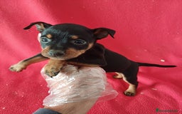 Pinscher Miniatura perros en venta: MiniPincher  - Anuncio 1