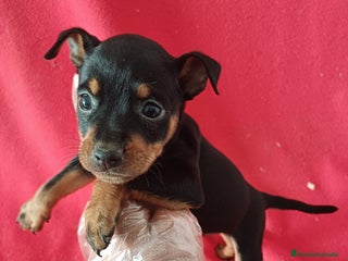 Pinscher Miniatura perros MiniPincher - Anuncio 2