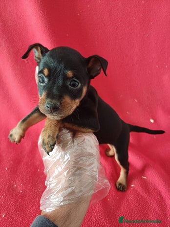 Pinscher Miniatura perros MiniPincher - Anuncio 1