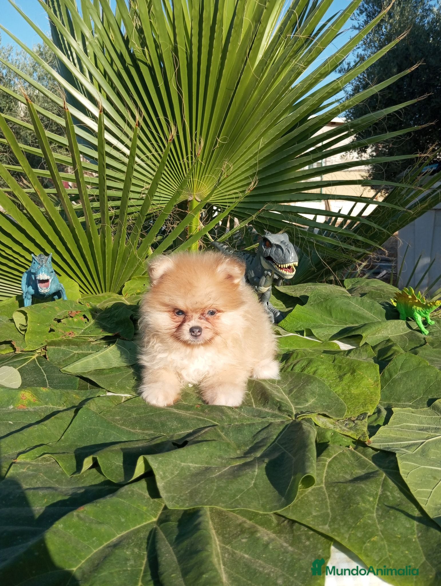 Pomerania perros Pomeranias Toy Toy - Anuncio 1