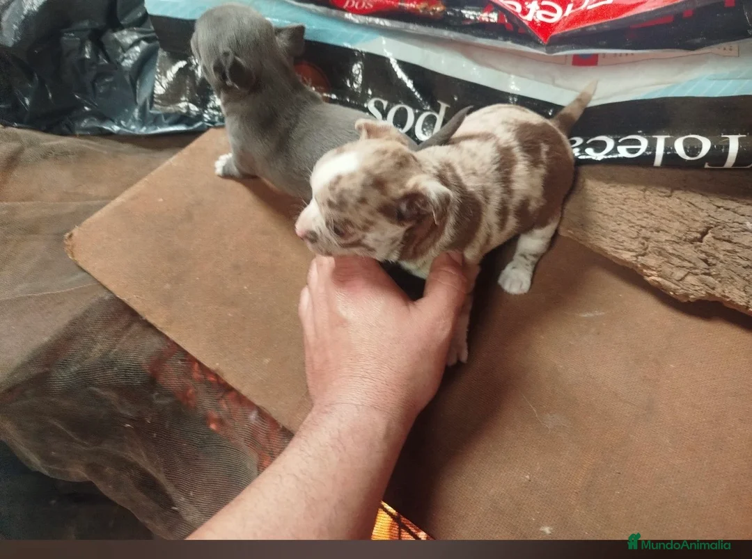 Chihuahua perros en venta: Espectaculares chihuahuas exóticos para entregar en Cádiz - Anuncio 2