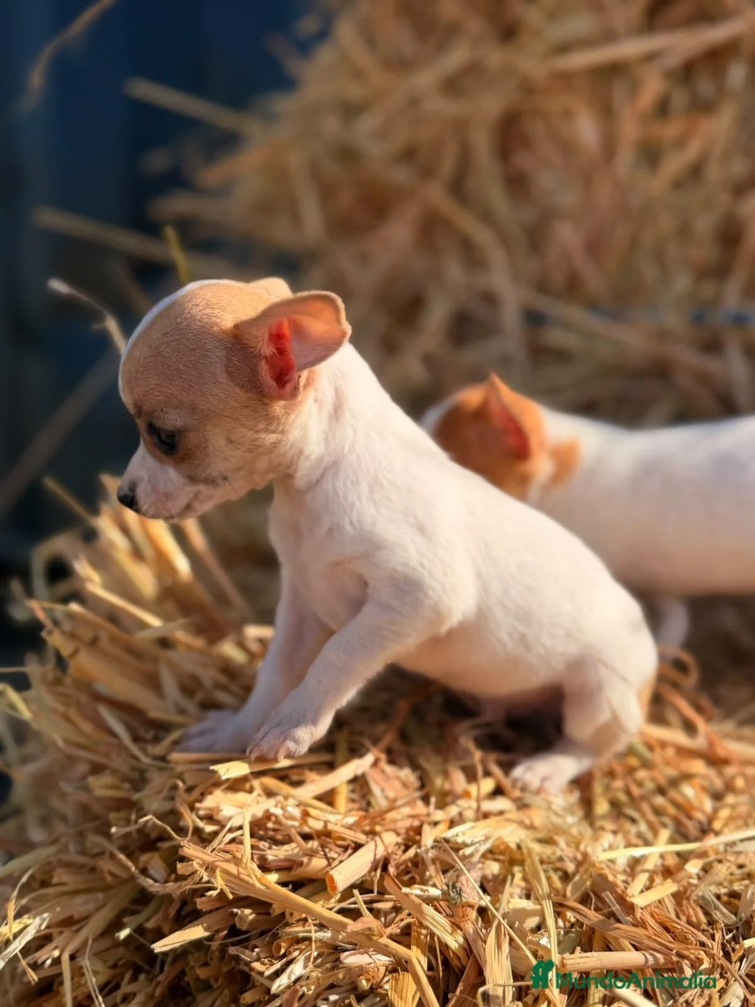 Chihuahua perros en venta: Disponible Chihuahuas de calidad  - Anuncio 2