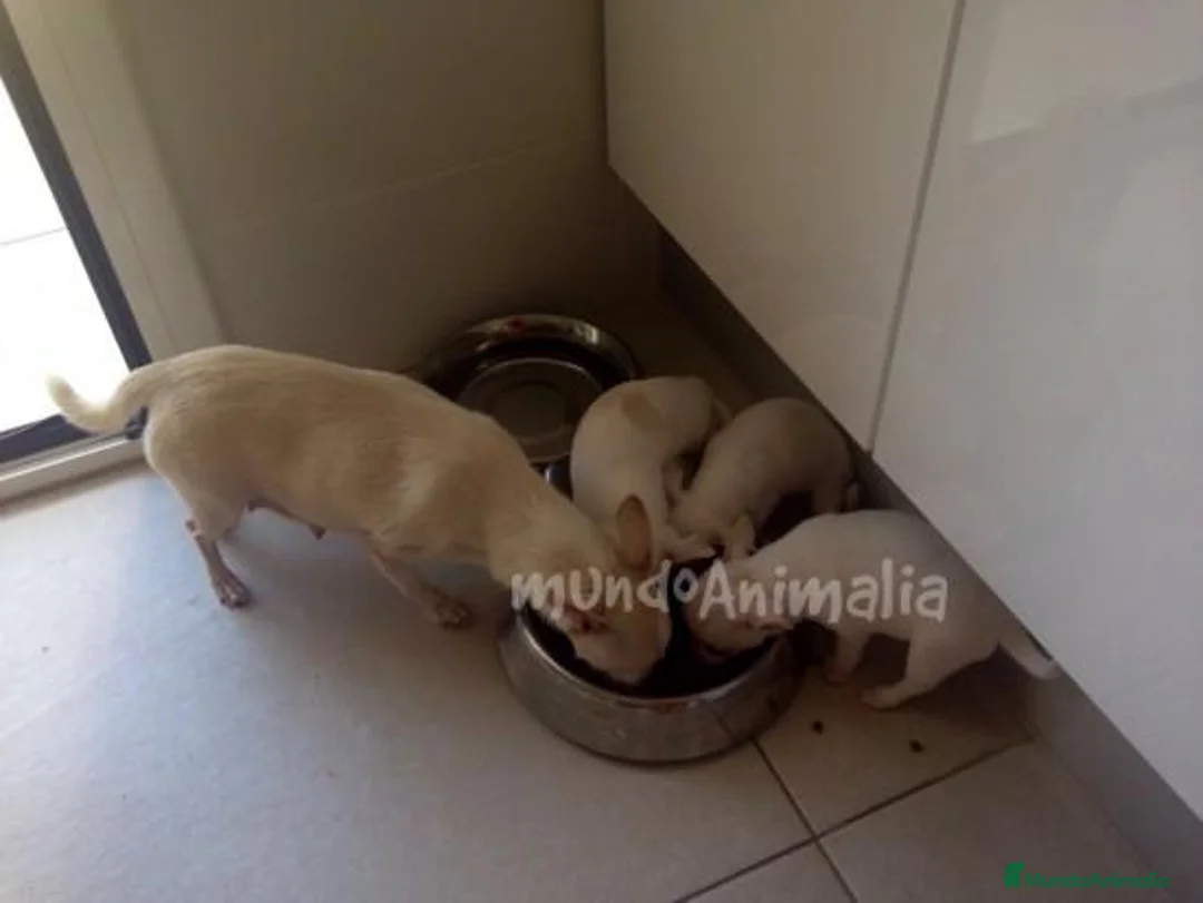 Imagen de galería {{count}}