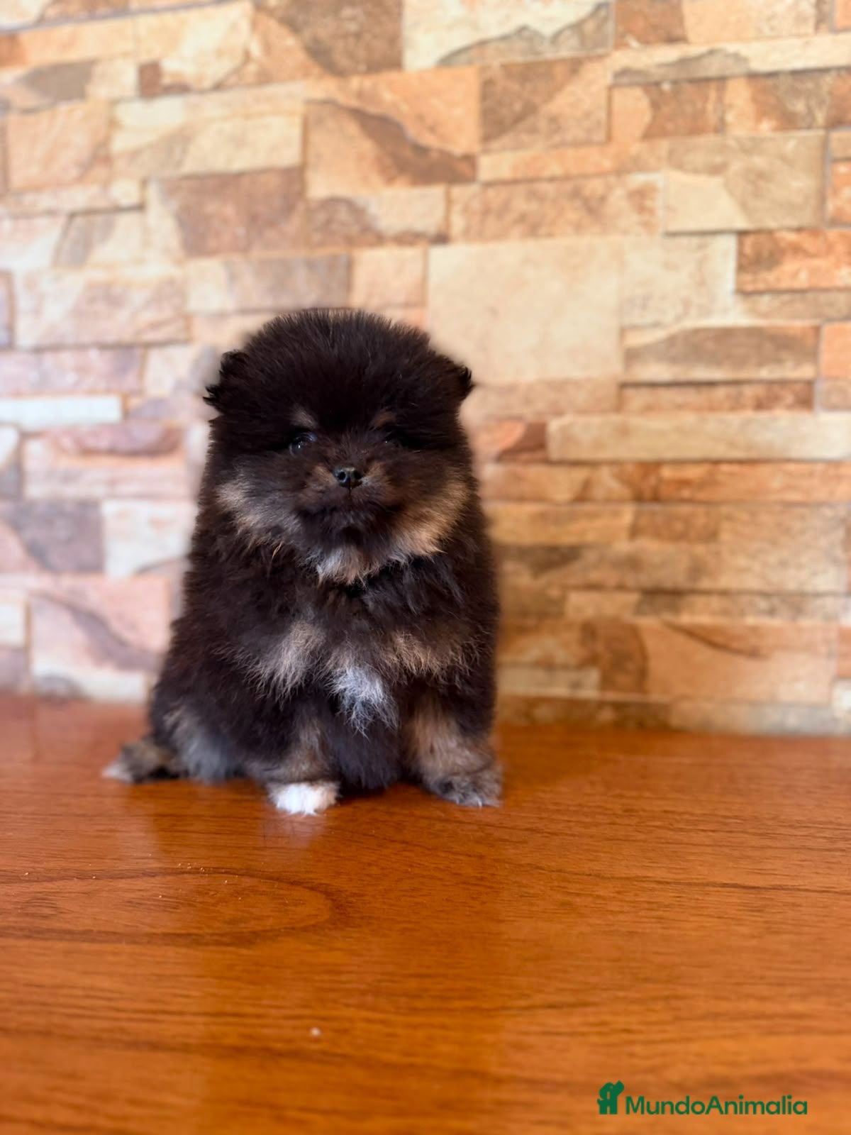 Pomerania perros CAMADA DE POMERANIA LINIA RUSA  - Anuncio 2