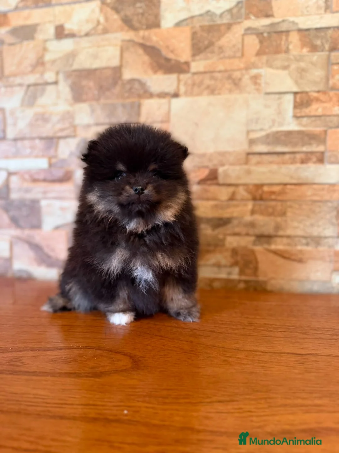 Pomerania perros en venta: CAMADA DE POMERANIA LINIA RUSA  - Anuncio 1