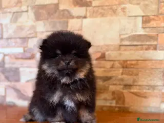 Pomerania perros CAMADA DE POMERANIA LINIA RUSA - Anuncio 2