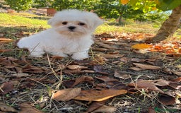 Bichón Maltés perros en venta: Bichon Maltés Toy macho disponible  - Imagen 5