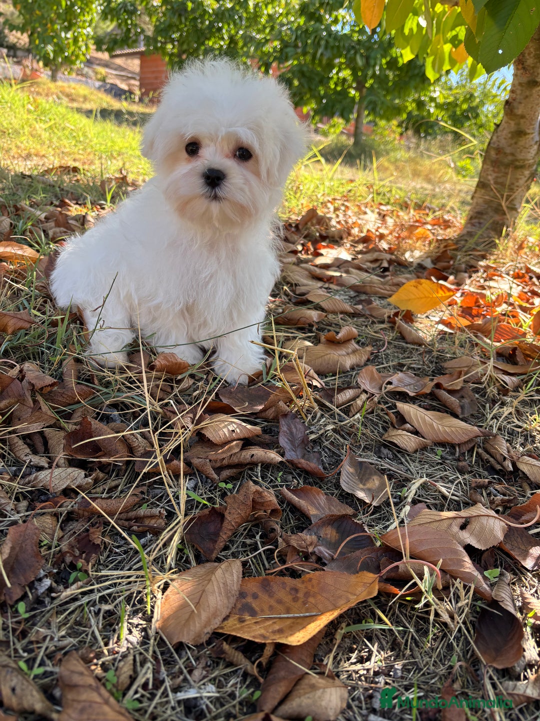 Bichón Maltés perros en venta: Bichon Maltés Toy macho disponible  - Imagen 5